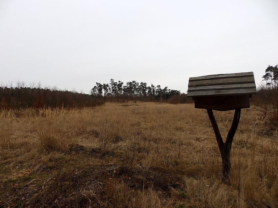 Las pod iglastą koroną