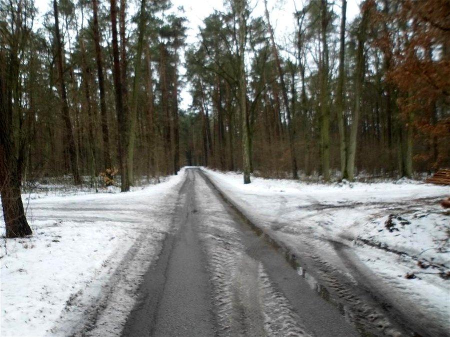 Droga, skrót leśny do Sękocina