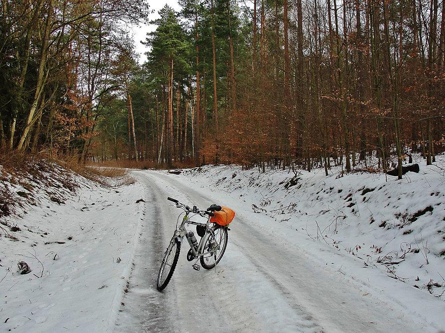 Na trasie wycieczki. Las Rokicki
