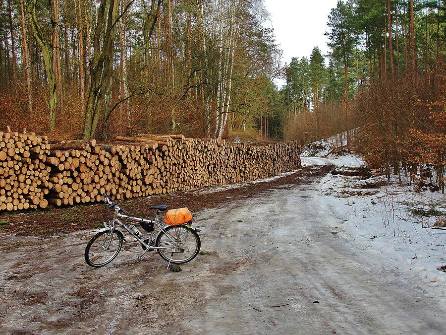 Na trasie wycieczki. Las Rokicki