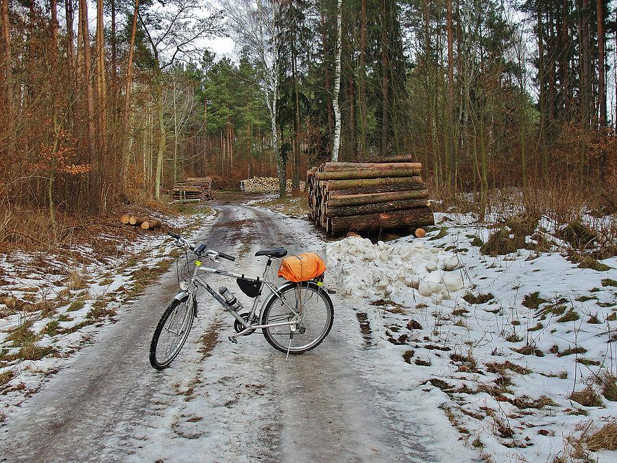Na trasie wycieczki. Las Rokicki