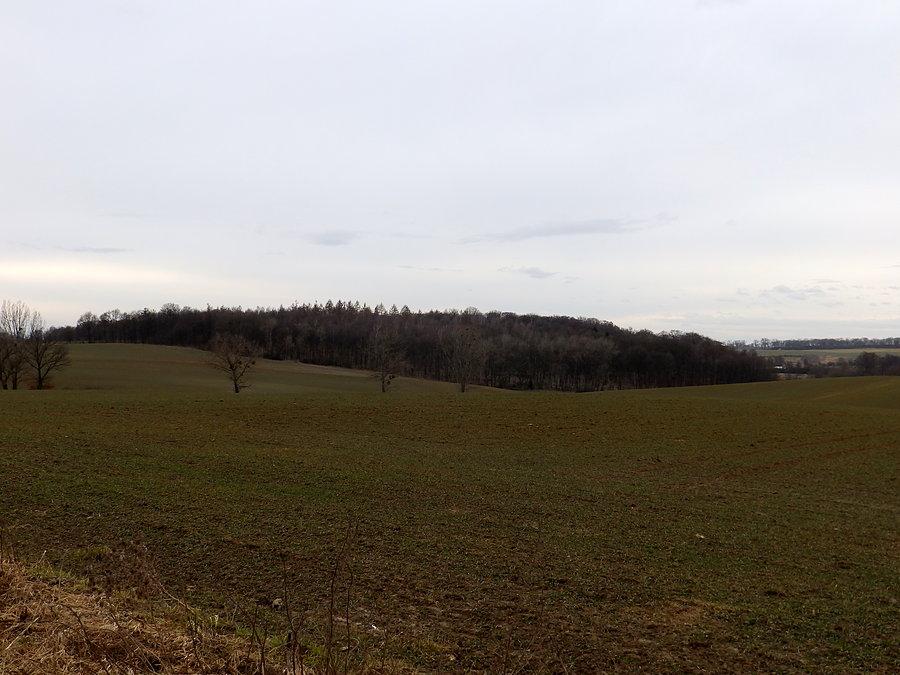 Rezerwat Las Bukowy