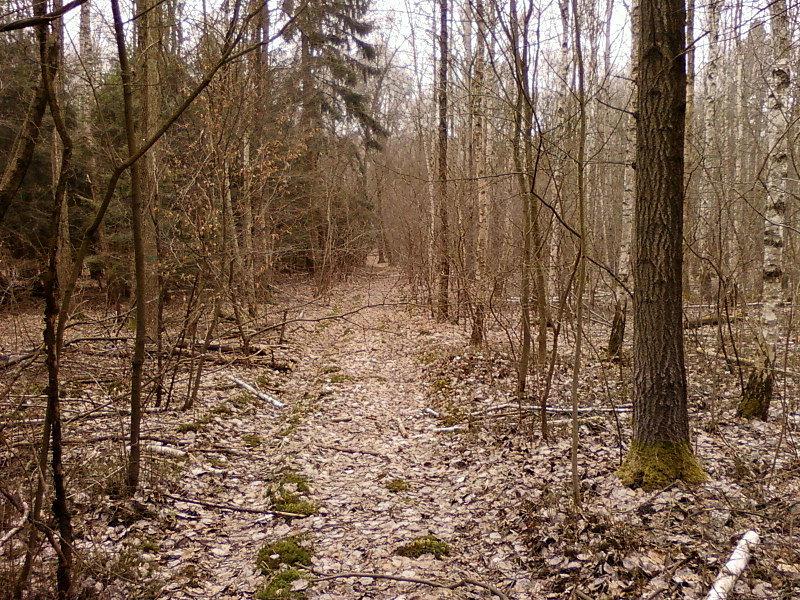 Zarośnięta ścieżka