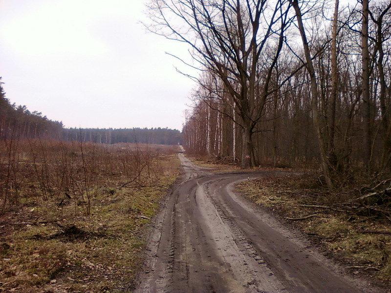 Wycięty kwartał lasu