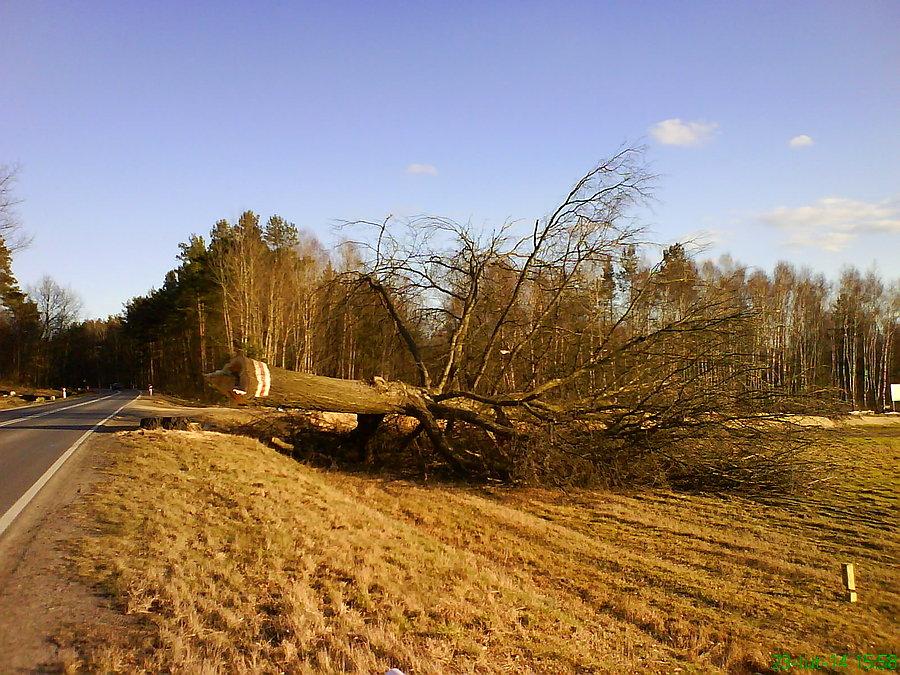 Wycinają stare drzewa rosnące (bardzo blisko) DK12