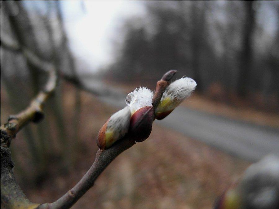 Wiosenne "bazie"