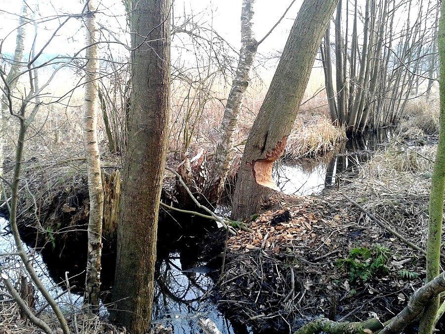 Bobrowy tartak między Cisewem a Grzedzicami