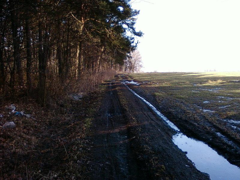 Mroźny cień lasu