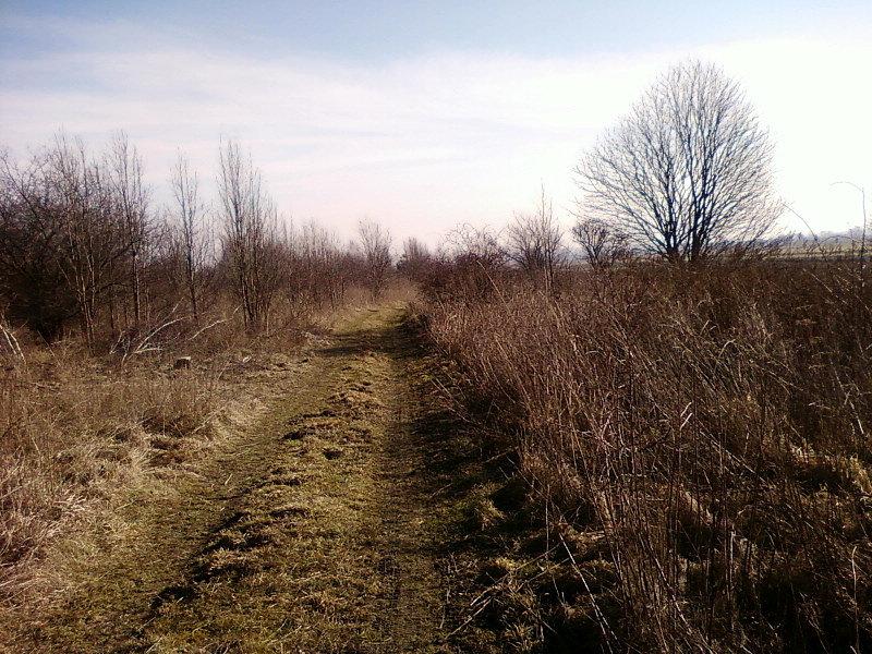 Przed Moskwą
