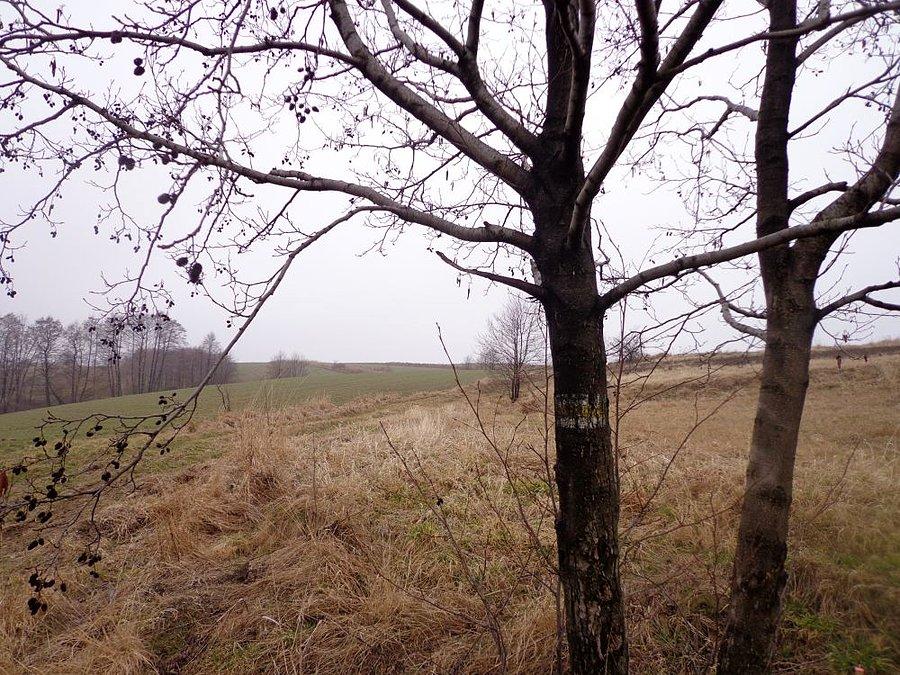 Słabo oznakowany żółty