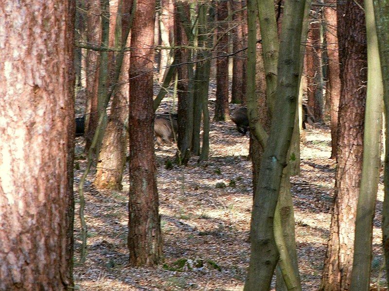 Dziki widziałem dzis wielokrotnie, ale biegną zazwyczaj tak szybko, że o dobrym zdjęciu mowy nie ma