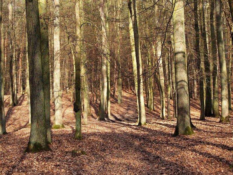 Jazda takimi ścieżkami, schowanymi w głębi lasu i niedostępnymi dla zmotoryzowanych to błogosławieństwo