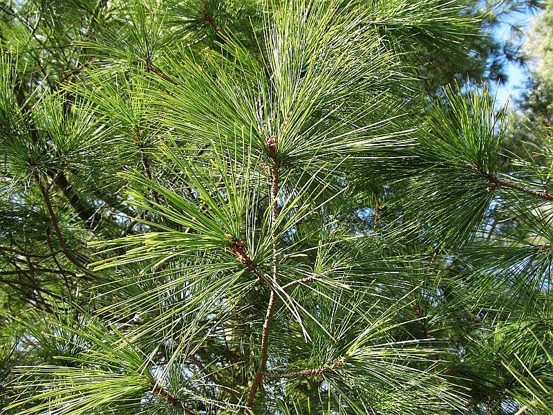 Sosna rumelijska - naturalnie występuje na obszarze Półwyspu Bałkańskiegiego (Bułgaria, Albania, Macedonia i Grecja)
