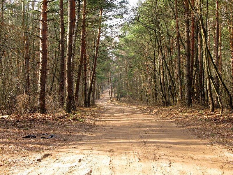 Sucha, piaszczysta droga z Kamińska do Trzaskowa