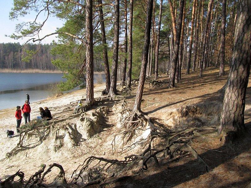 Skutki erozji stromego brzegu Jeziora Miejskiego w Okońcu