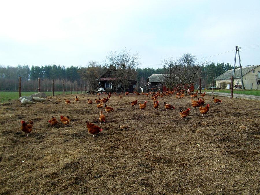 Kury, które widzą słońce))))))