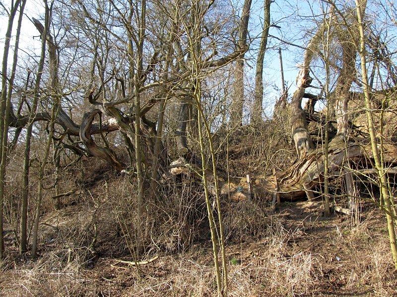 Pomnikowa sosna w Głęboczku - po spaleniu zostało z niej niewiele