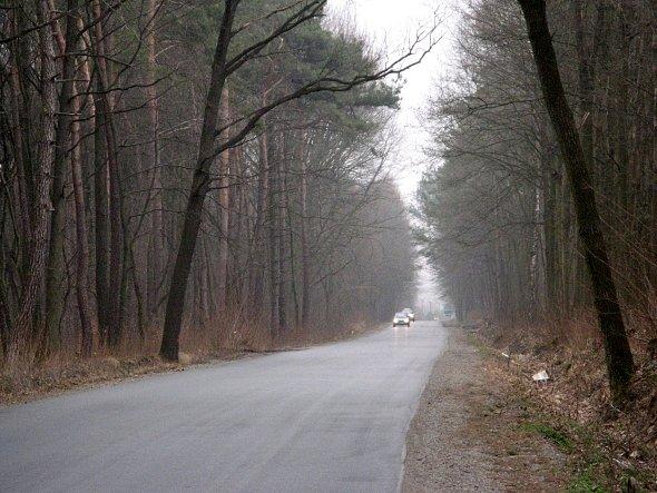 Droga przez las w stronę Osmolic
