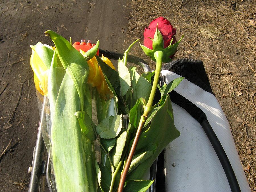 Tulipany i róże na bagażniku
