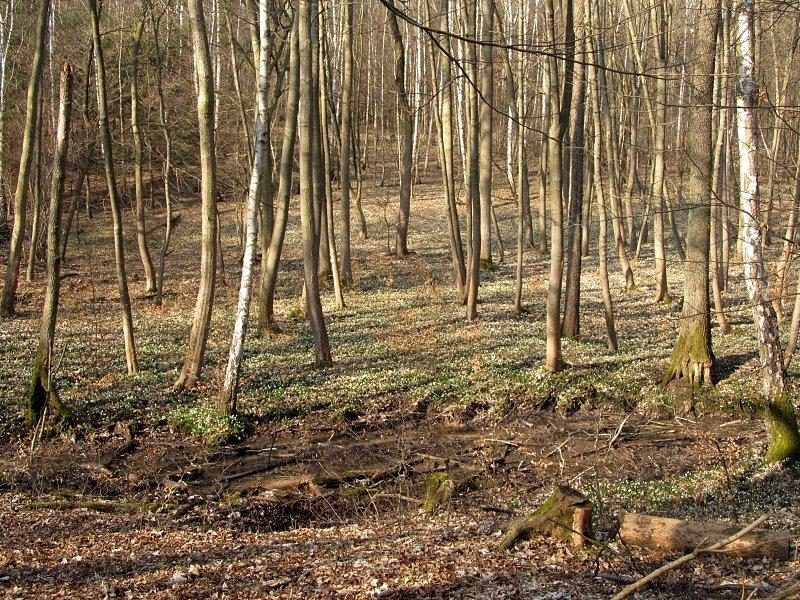 Polany śnieżyc w rezerwacie
