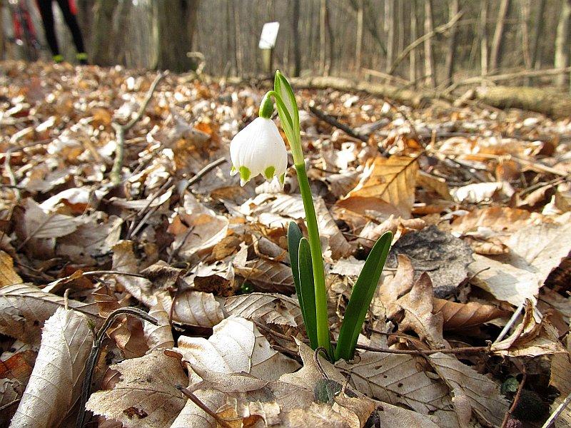 Śnieżyca wiosenna