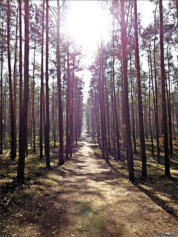 Gdzieś na trasie w kierunku zachodu. pełno biegaczy i niedzielnych rowerzystów :-)