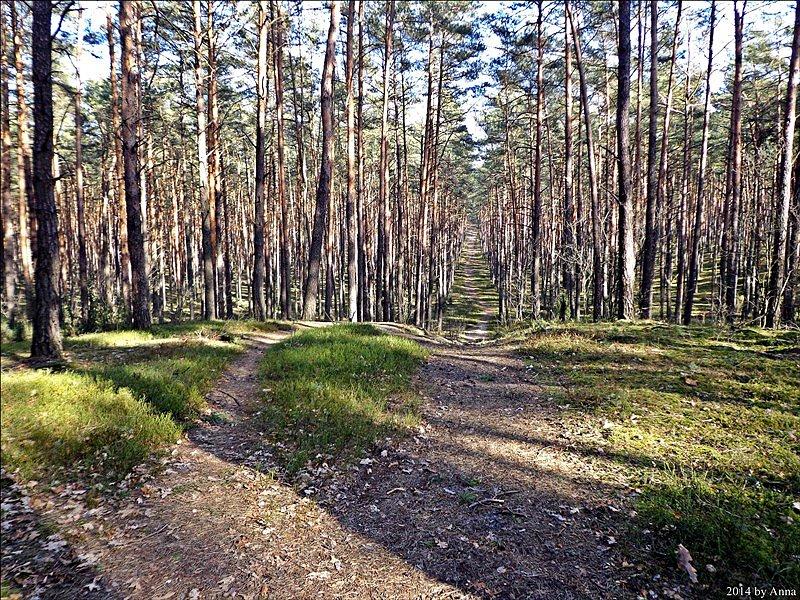 Kierunek Górki