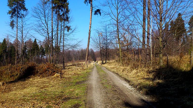 Dukt leśny