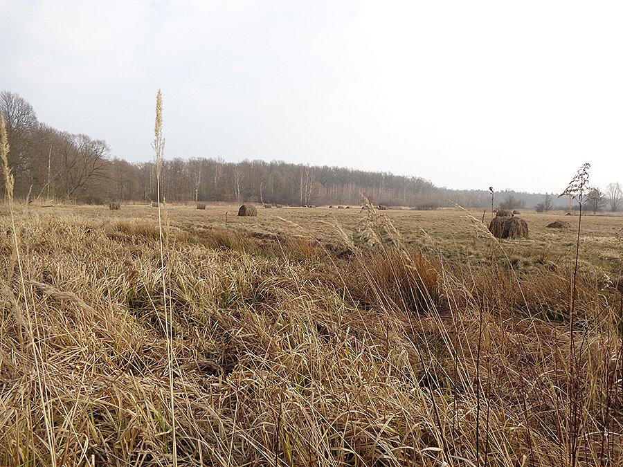 Słoma na polu