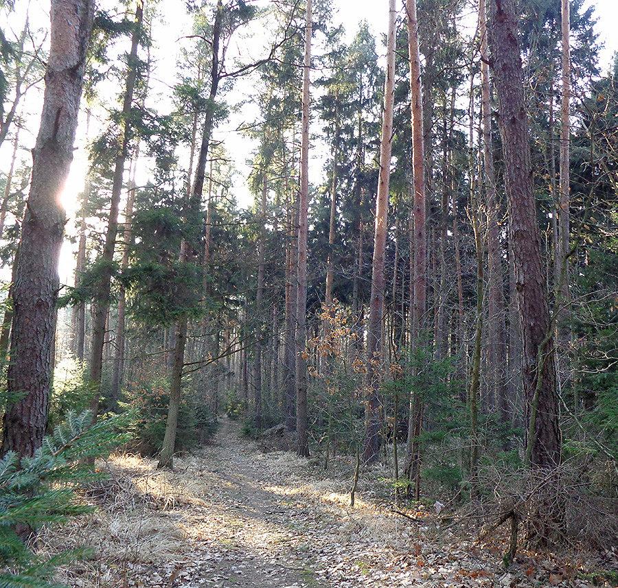 Las Mokrzański II