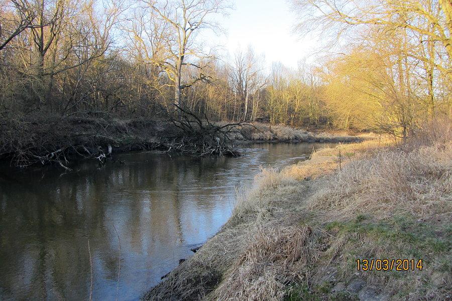 Widawa, dzika i urocza