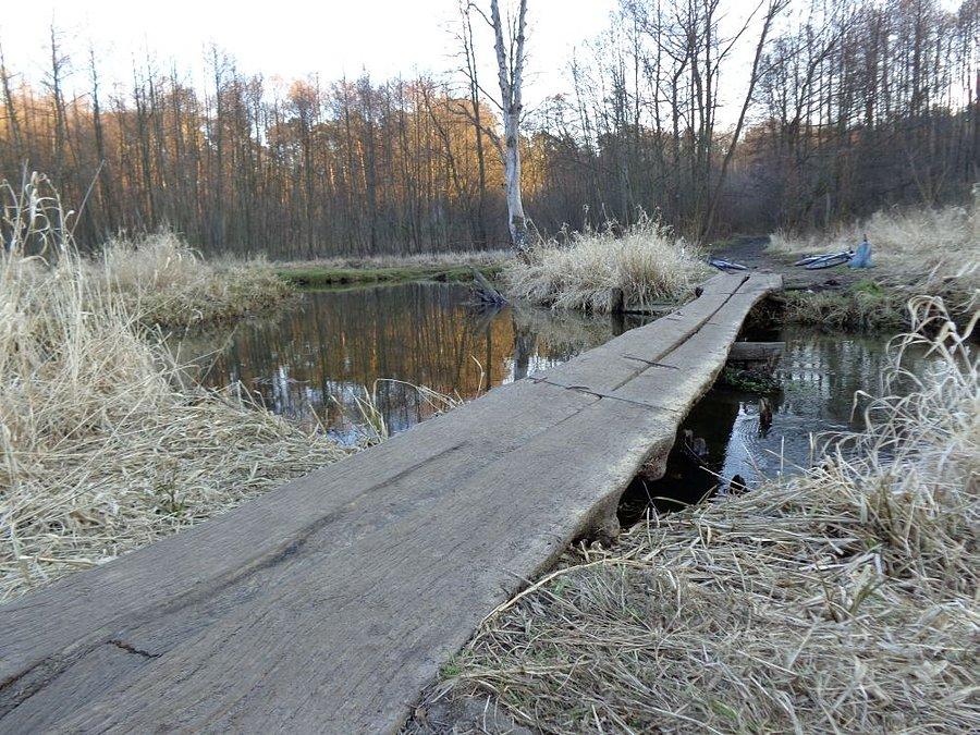 Mostek w puszczy