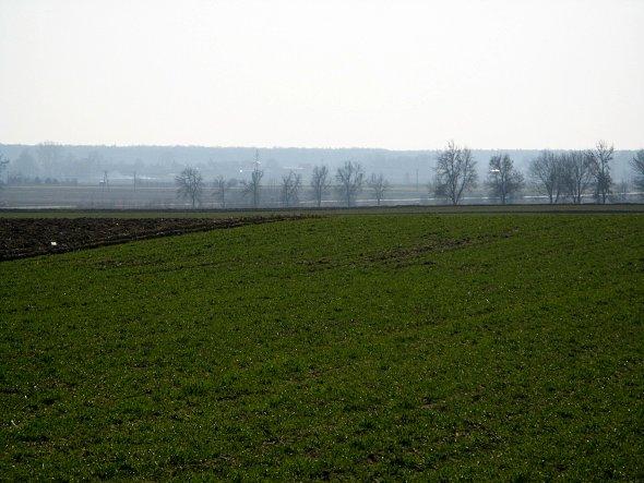 Pole koło Bełżyc