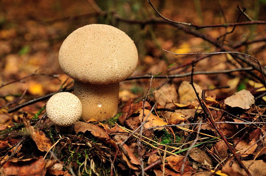 Purchaweczka