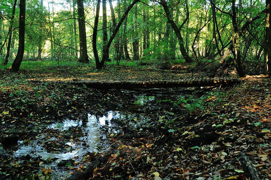 Mostek nad strumykiem wpływającym do Jeziora Zduńskiego