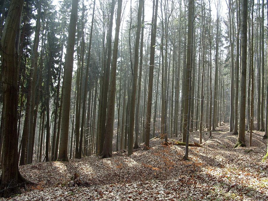 Zaczynają się podjazdy, najpierw buczynowym lasem
