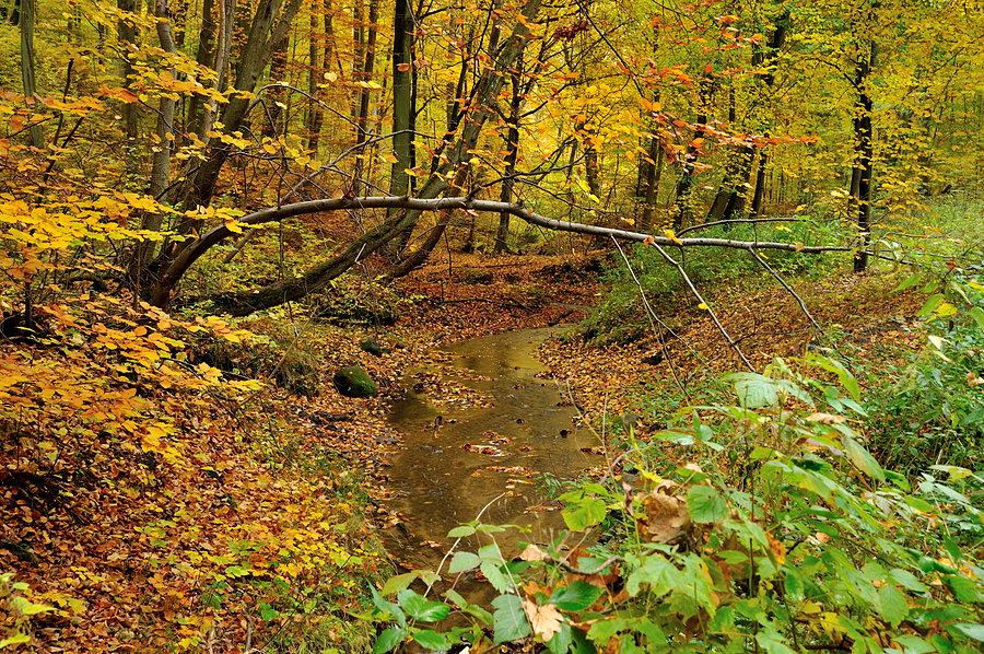 Strumyk koło Młynków - dopływ płynącej tuż obok Motławy