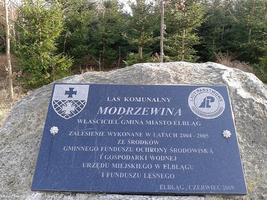 Las Modrzewina