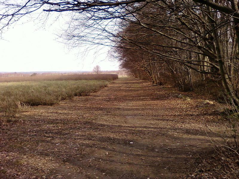 Obrzeże Lasu Janinowskiego