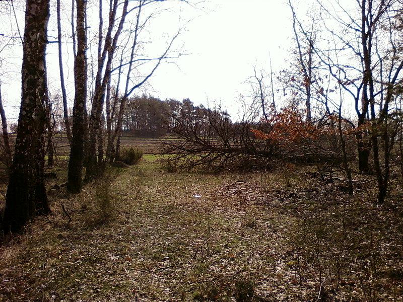 Bezdroże koło Lasu Janinowskiego