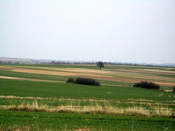 Widoczek