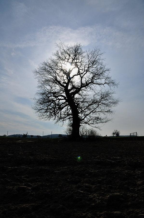 Spojrzenie na dąb, na pożegnanie