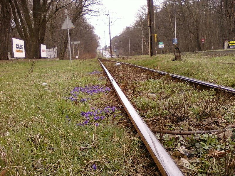 Kwiaty przy torach tramwajowych