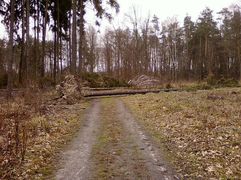 Powalone drzewa w Lesie Okręglik