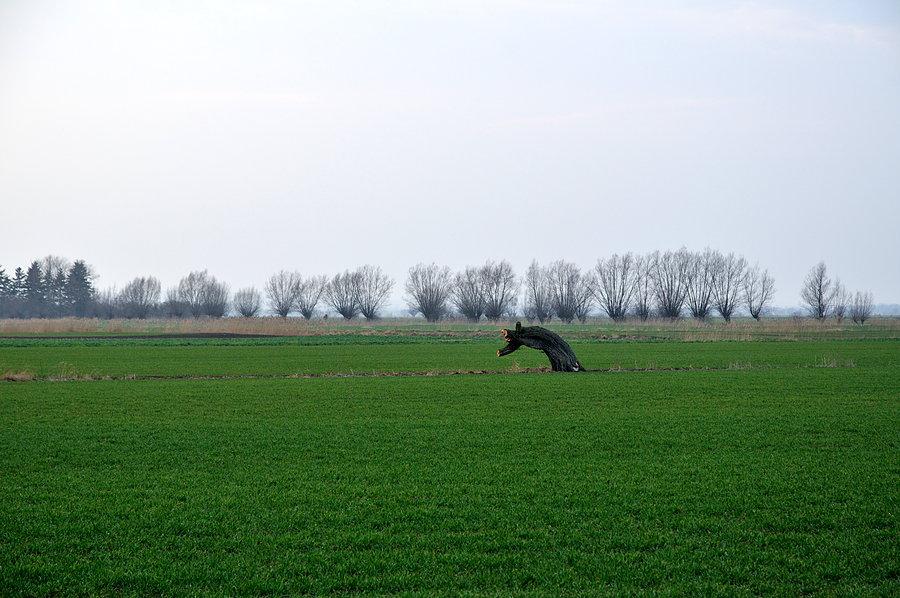 Konik polny :-)