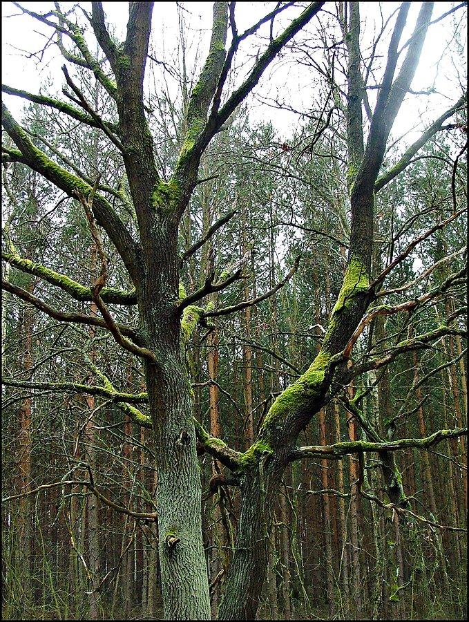 Zamchlone drzewo