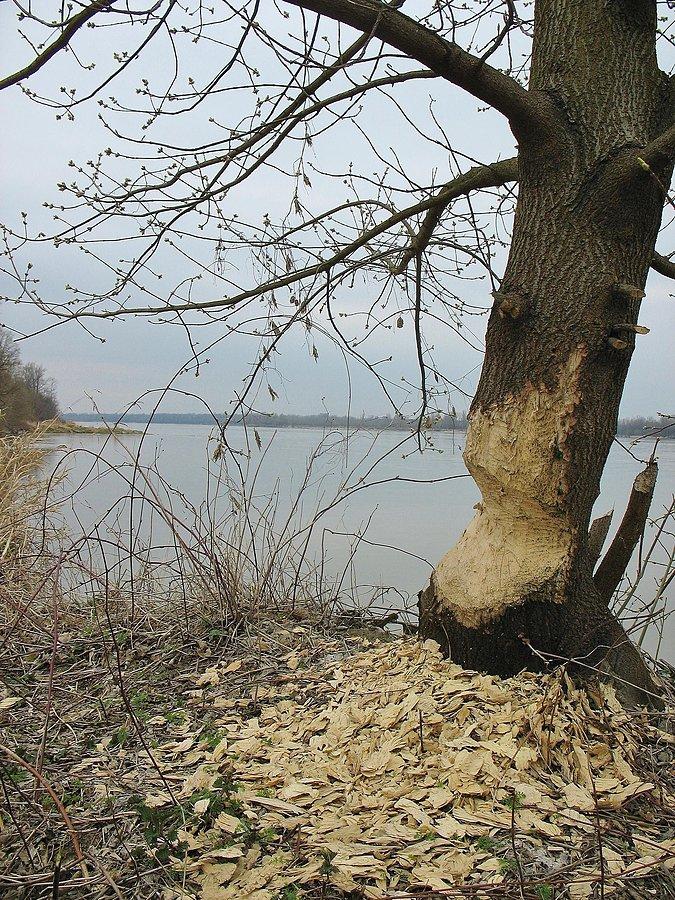 Nadgryziony klon nad Wisłą