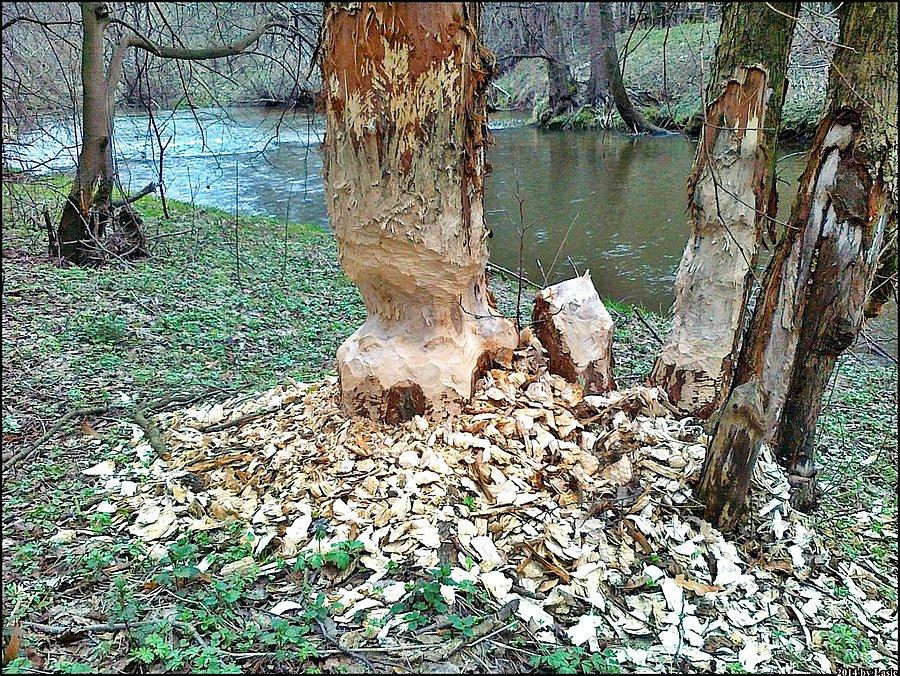 Zwierzątka są wśród nas ;]