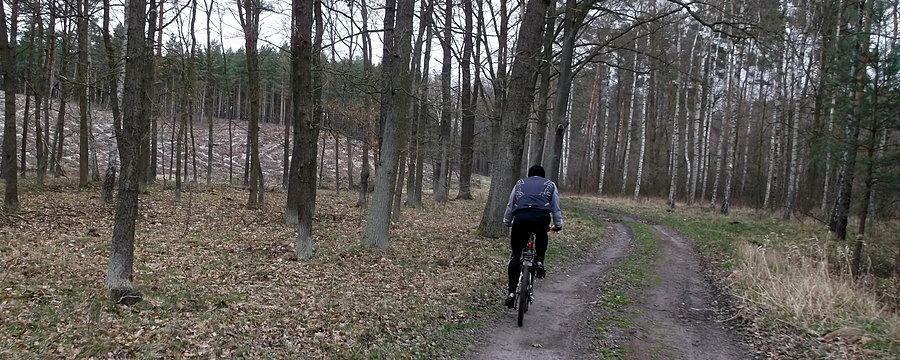 Wśród lubuskich lasów