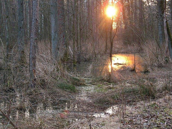 Slońce zniża się do horyzontu znajdując swe odbicie w moczarach lesnej przecinki